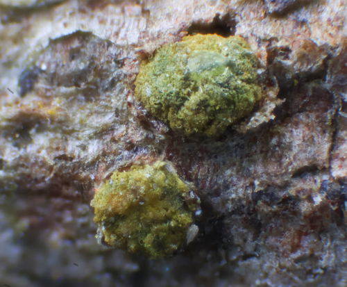 Ascocalyx berenice