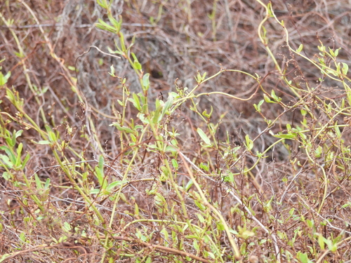 Muehlenbeckia sagittifolia, photograph 6