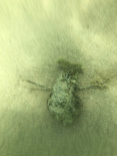 Dolabella auricularia observed 2026-08-05