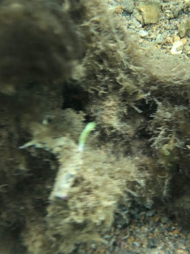 Plakobranchus ocellatus observed 2026-08-05