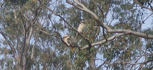 Laughing Kookaburra