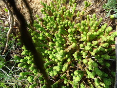 Sedum acre