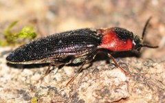 Ampedus rubricus