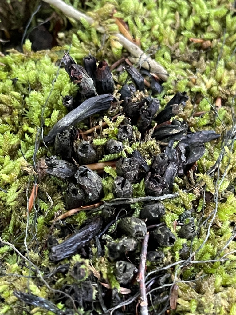Eastern Black Trumpet — lead field view