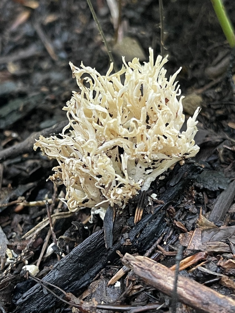 White Coral Fungus — dense ivory branching body