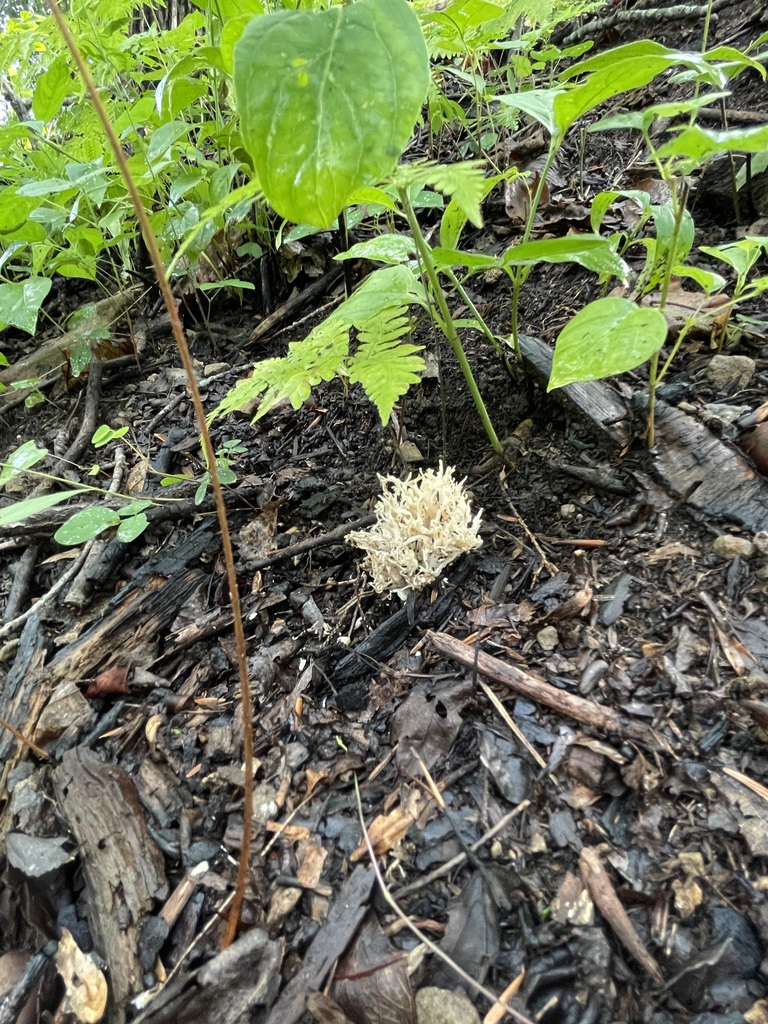 White Coral Fungus — fine white branch tips
