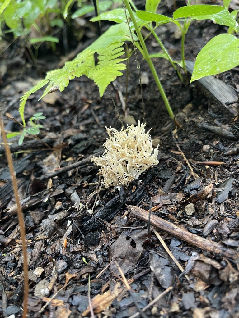 White Coral Fungus — wider forest-floor view