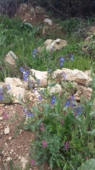 Anchusa stylosa
