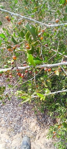 Maytenus ilicifolia