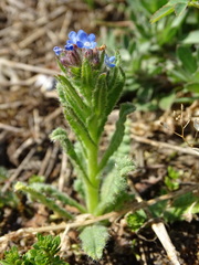Anchusa arvensis