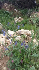 Anchusa stylosa