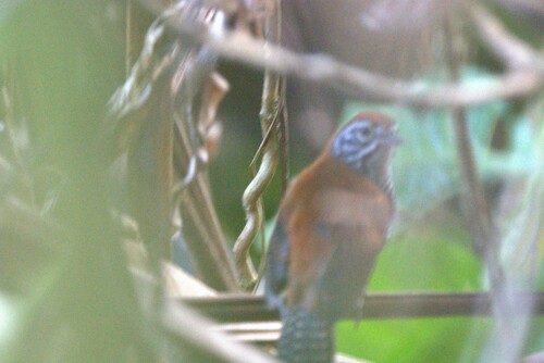 Riverside Wren (Cantorchilus semibadius), photo 7