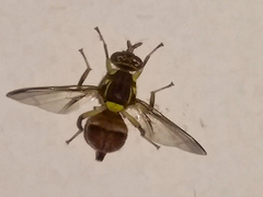 Bactrocera dorsalis