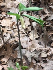 Uvularia sessilifolia