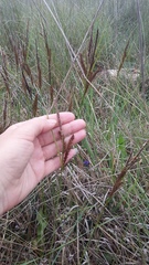 Carex flacca serrulata