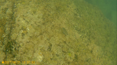 Diplodus