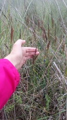 Carex flacca serrulata