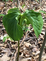 Trillium cernuum