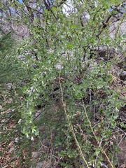Ribes leptanthum