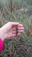 Carex flacca serrulata
