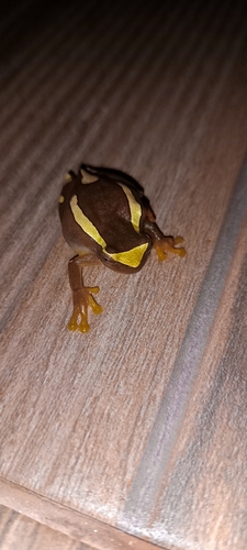 Elegant Forest Tree Frog