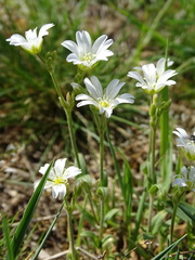 Cerastium arvense