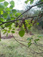 Alchornea latifolia
