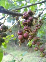 Alchornea latifolia