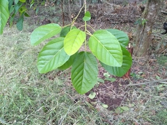 Alchornea latifolia