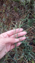 Dianthus marschallii