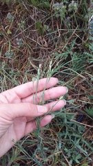 Dianthus marschallii