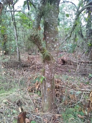 Alchornea latifolia