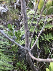 Olea capensis capensis