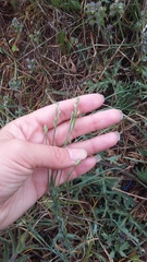 Dianthus marschallii