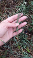 Dianthus marschallii