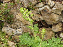 Opopanax chironium