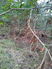 Alchornea latifolia