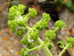 Opopanax chironium