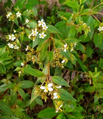 Chaetogastra longifolia