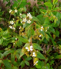 Chaetogastra longifolia, photograph (c) Laurimar Sepulveda, some rights reserved (CC BY)