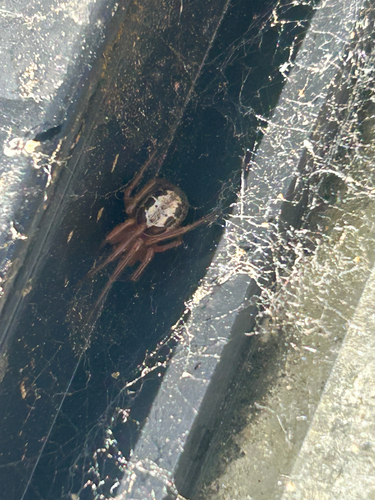 Noble False Widow
