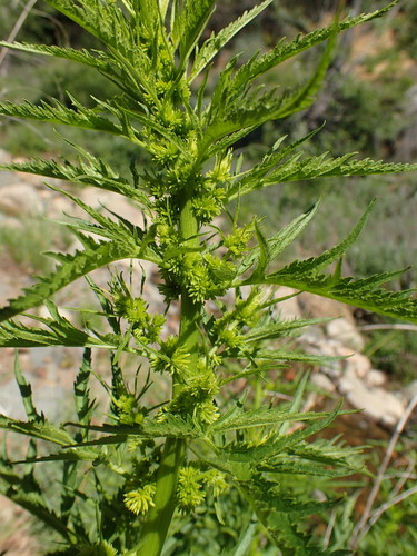 Durango root (Datisca glomerata)