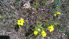 Oenothera berlandieri pinifolia