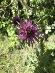 Tragopogon porrifolius
