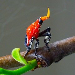 Kalidasa lanata