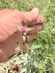 Gomphrena sonorae