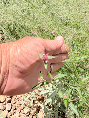 Gomphrena sonorae, photograph (c) CK2AZ, some rights reserved (CC BY)