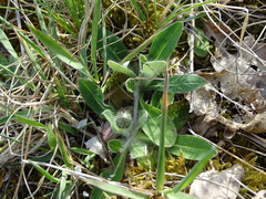 Pilosella officinarum