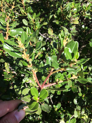 Ceanothus megacarpus insularis