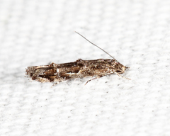 Mompha solomoni